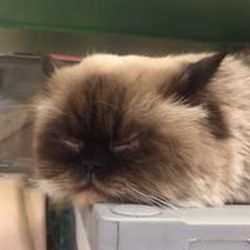 o맹꽁이o