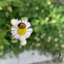 HAIM 프로필 이미지