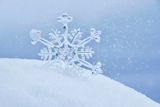 Snow Flower