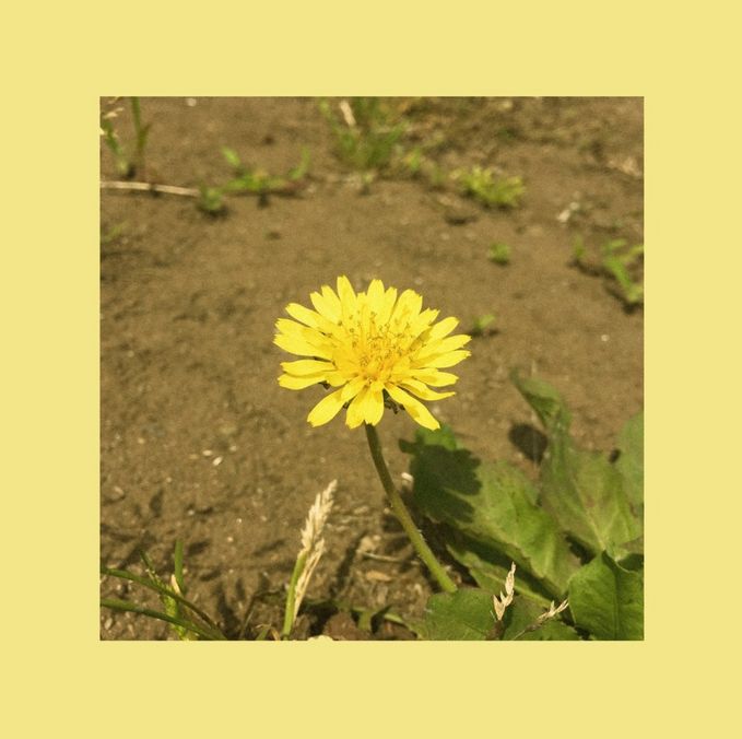 민들레 (Dandelion)