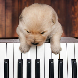 피아노치는댕댕이