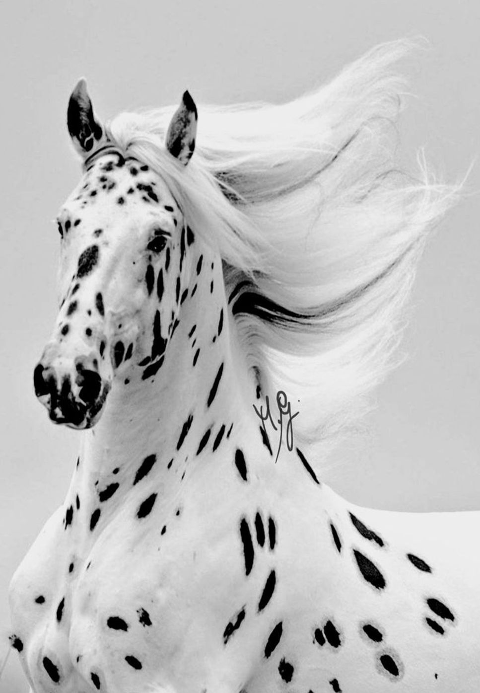 Zozulya - Чорне і біле - Black and white Sheets by Alona Mylanych