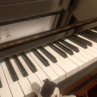 penguin's pianoProfile image