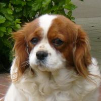 よしかず-Yoshikazu