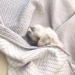용 왕 프로필 이미지