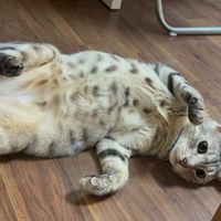 Oownush_Profile image