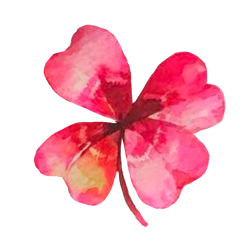 노래하는 샴록로즈